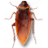 桌面蟑螂(Cockroach on Desktop)v1.2汉化版